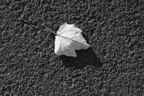 Liść Thomas Misnyovszki