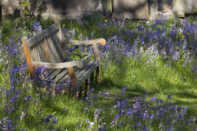 Ławeczka fot. Lawrence OP